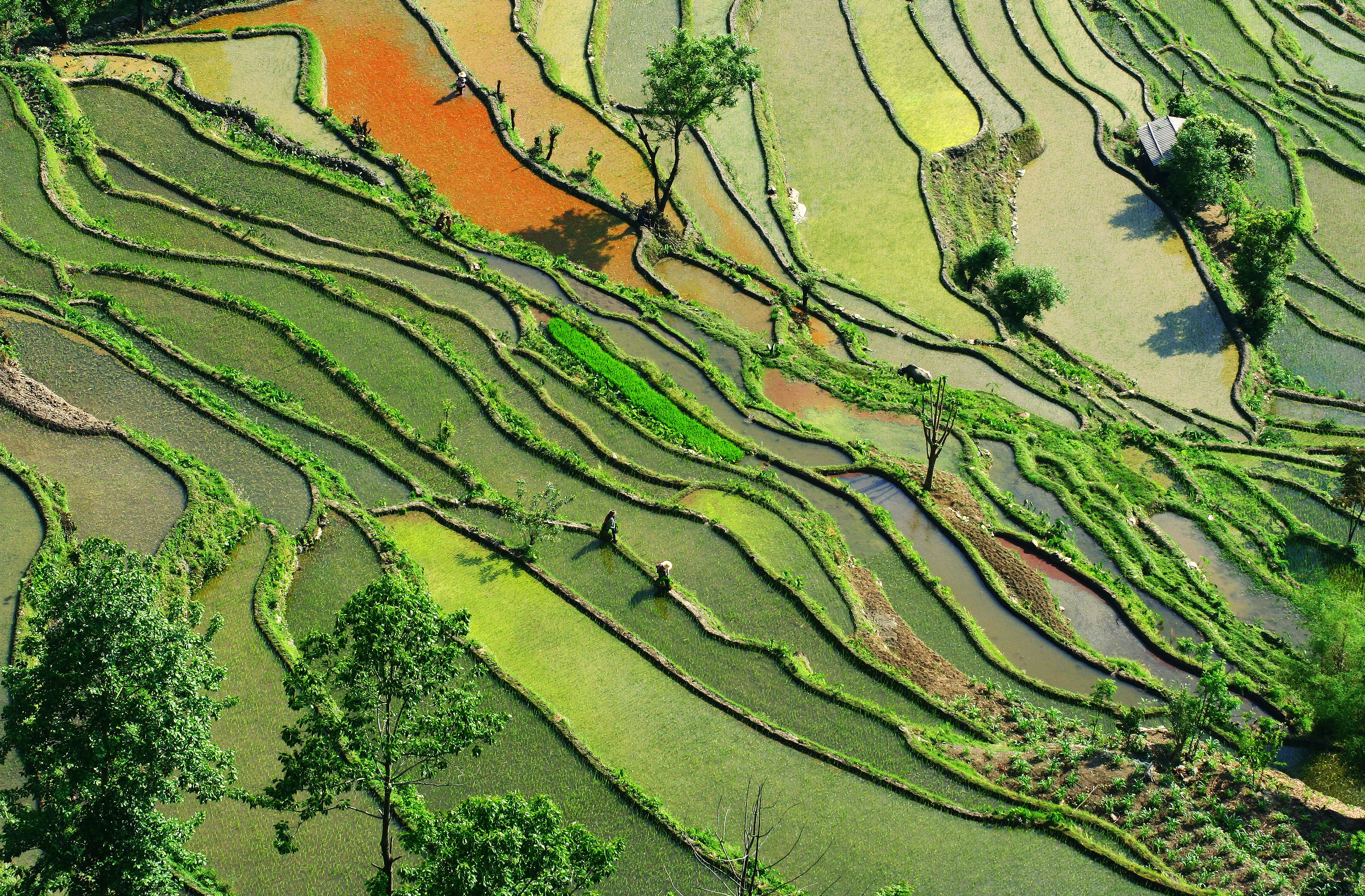 International Fund for Agricultural Development (IFAD), Asia-Pacific Office committee image